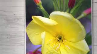 Evening primrose oil in pregnancy for preventing high blood pressure (pre-eclampsia), shortening la…