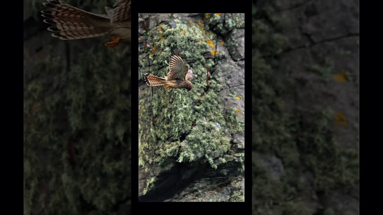 Forever stable Bird 🐦 stability 💯