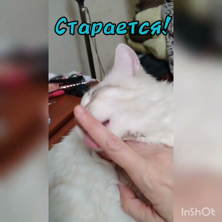 Котик-помощник! #смешные_животные#любовь#дружба#регдолл#котики#милота# ...