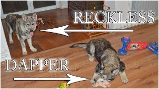 Dapper & Reckless relaxing in our living room... by Sylvaen Tamaskans 224 views 6 years ago 6 minutes, 35 seconds