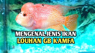MENGENAL LOUHAN JENIS GB KAMFA
