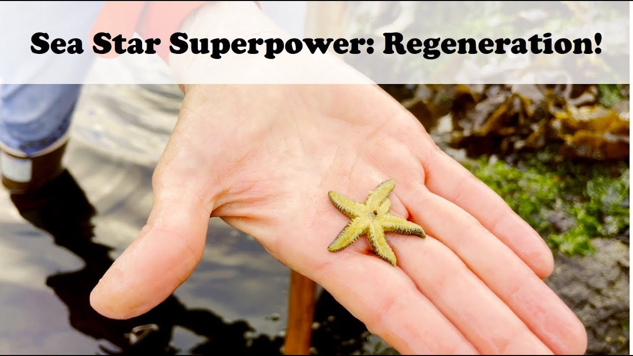 The Ocean's Menagerie: Intertidal seastars!