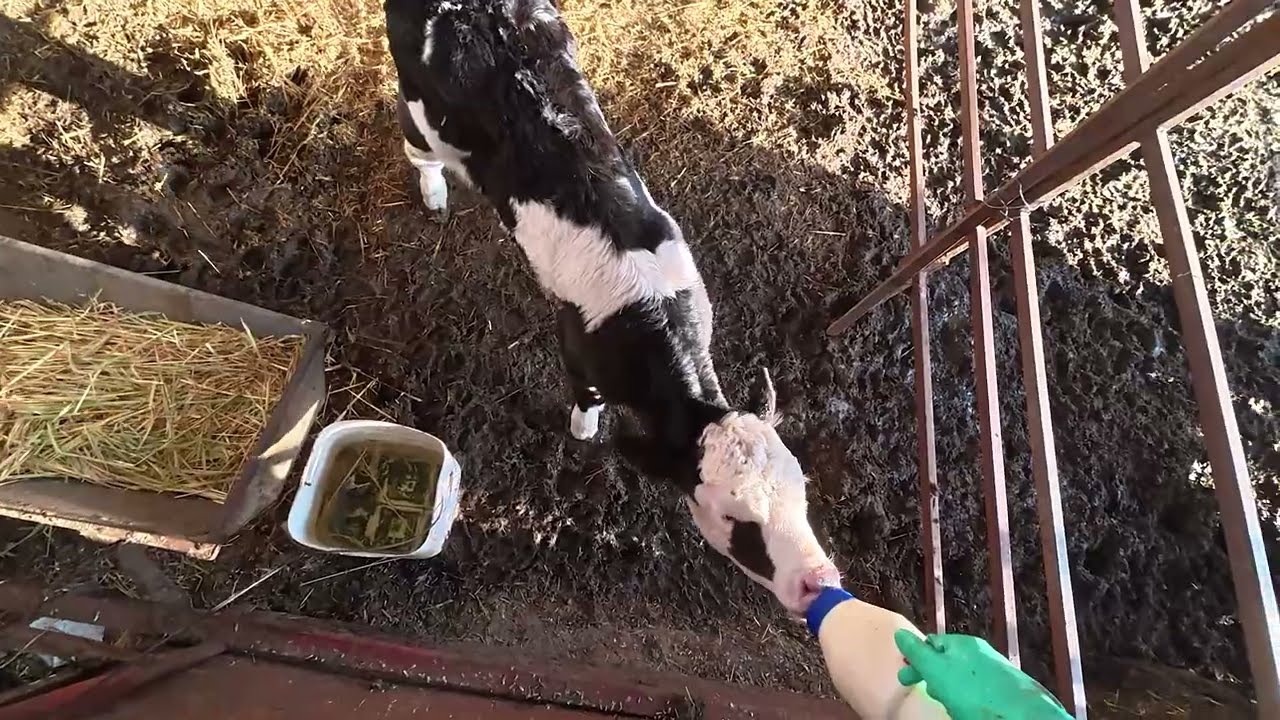 Günlük İşler / Akşam Üstü İnek Sağımı / Buzağıya Süt İçirdim