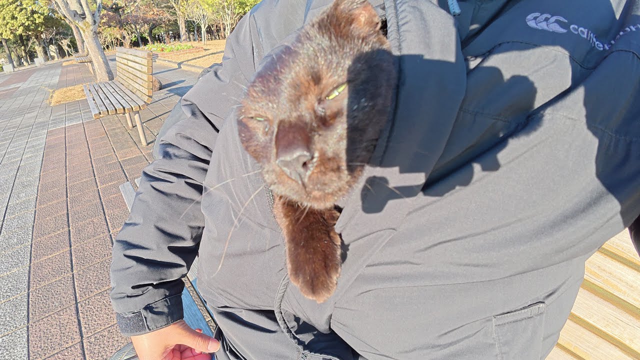 Черная кошка заползает в одежду человека, чтобы вздремнуть в тепле.