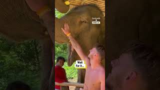 My Photo With An Elephant Went Wrong 😂 🐘 #elephants #safari @viralhog