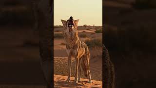 jackal roaring