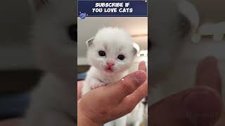Is This The Next Singing Sensation? 🎤 Tiny Kitten Edition! #tinykitten