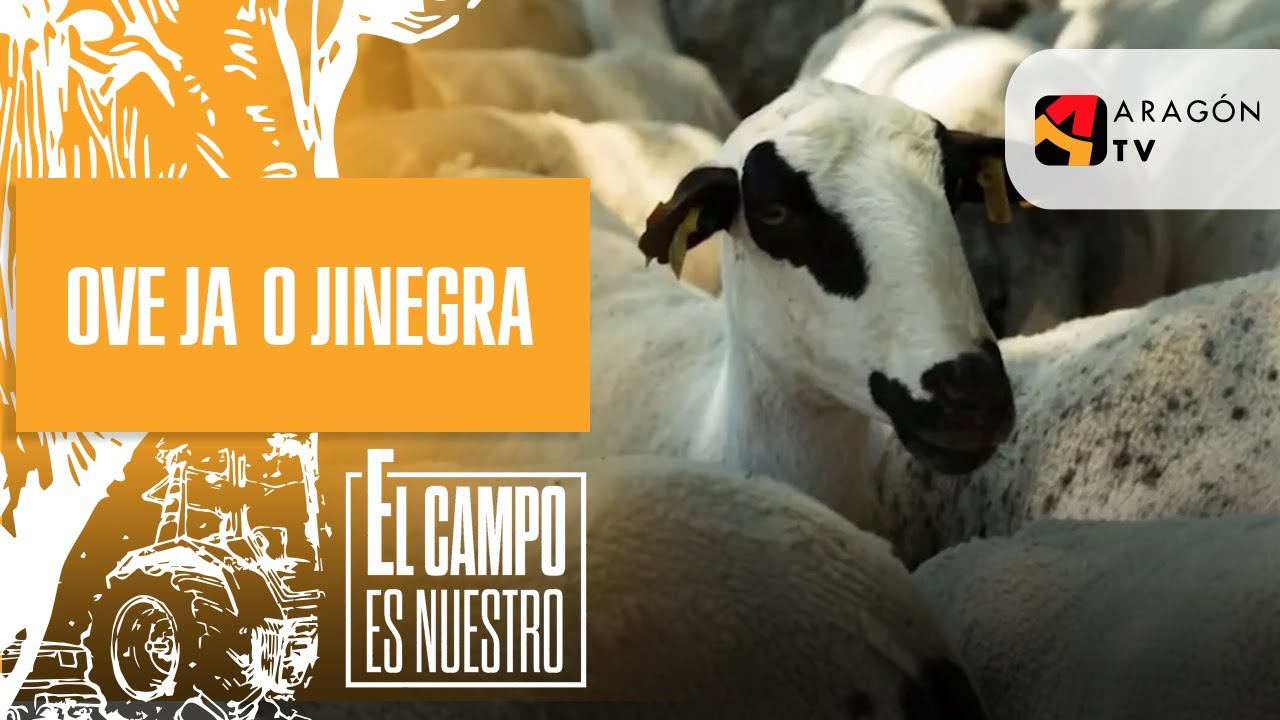 Oveja ojinegra, una raza autóctona de Teruel