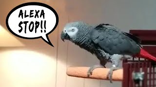 Annoyed Bird Tells Alexa To Shut Up
