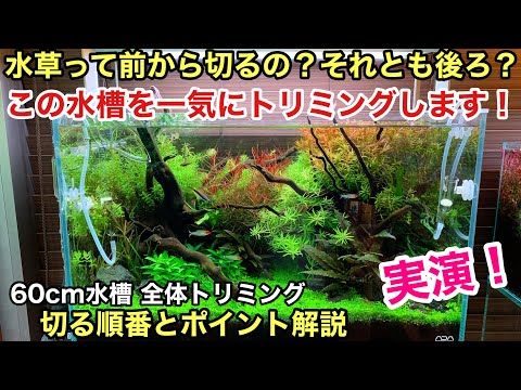60cm水草水槽 全体トリミングの手順とその方法 ADAネイチャー