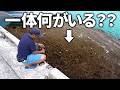 何がいる？？浮遊物だらけの海に潜む魚を調査せよ