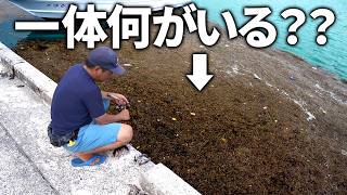 何がいる？？浮遊物だらけの海に潜む魚を調査せよ