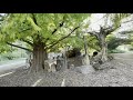 In short video, watch Thomas Dambo&#39;s Forest Giants of Bernheim