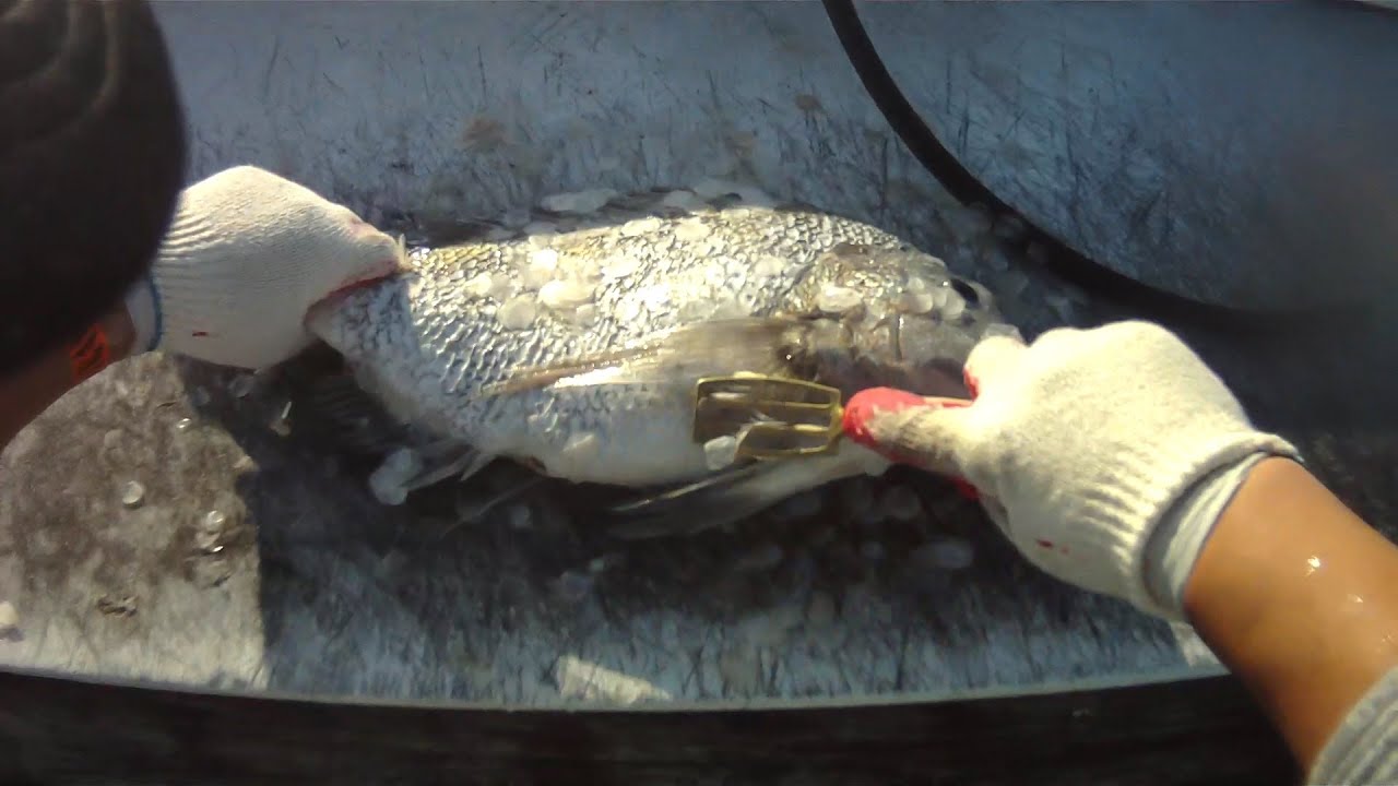 Sheepshead fish cleaning for sushi YouTube