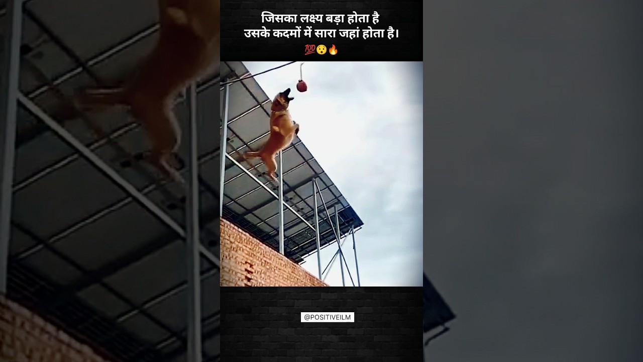 Dog's talent 🔥😯🗿