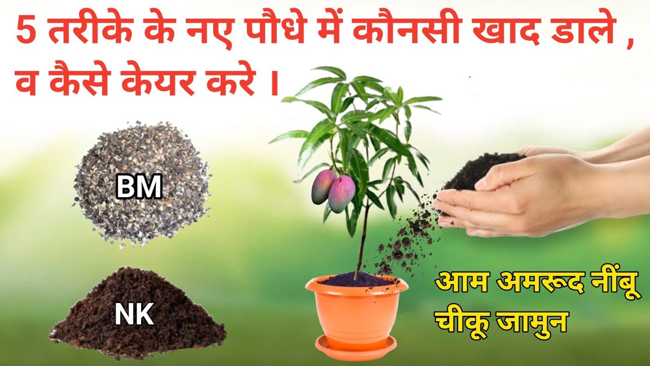 5 तरीके के नए पौधे में कौनसी खाद डाले, व कैसे केयर करे । Avadh Nursery | online  plants | Malihabad