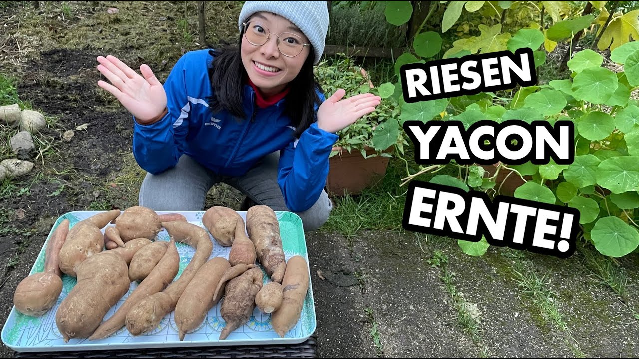 Yacon - das Gemüse der ZUKUNFT? | mein Ökosystem