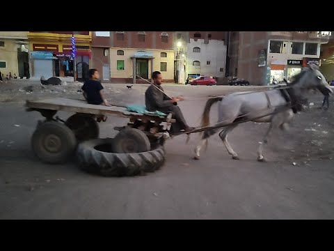 اسعار الخيول الجر في مركز قطور محافظة الغربية