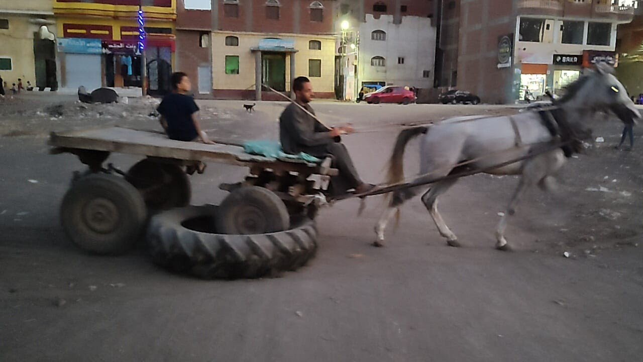 اسعار الخيول الجر في مركز قطور محافظة الغربية