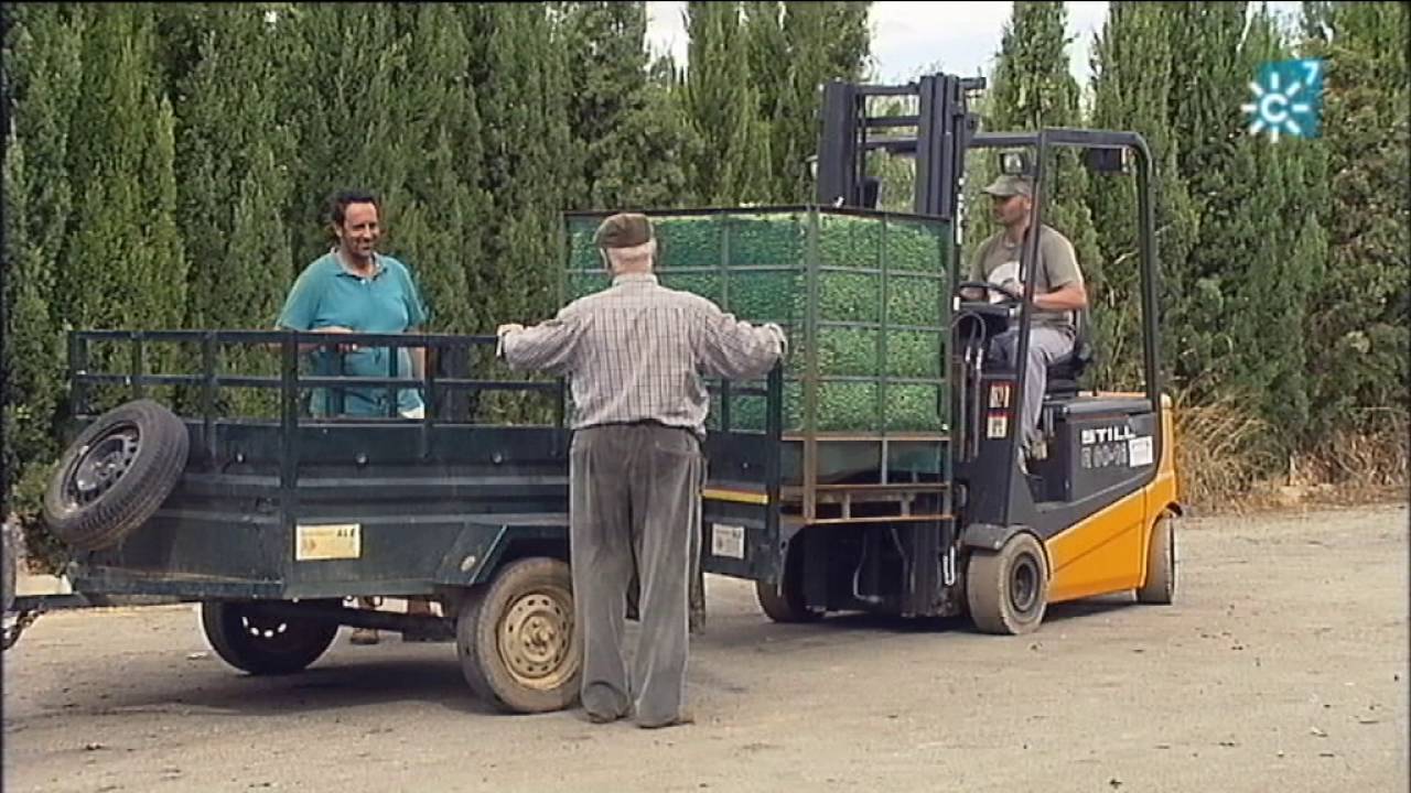 Campaña de verdeo en el Aljarafe sevillano