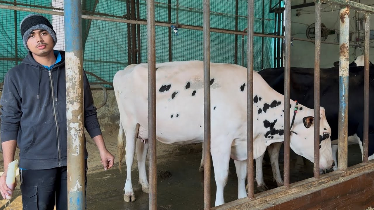 15 January 2026 Durgesh Dhanda ने दी अपने पशुधन के बारे में जानकारी साथ की साथ सीमेन के बारे बताया 