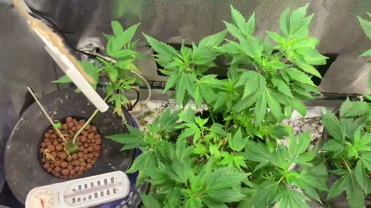 South Bay Genetics Tractor Fuel Update