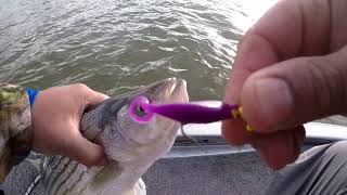 Multi Species fishing Lake Norman, NC.