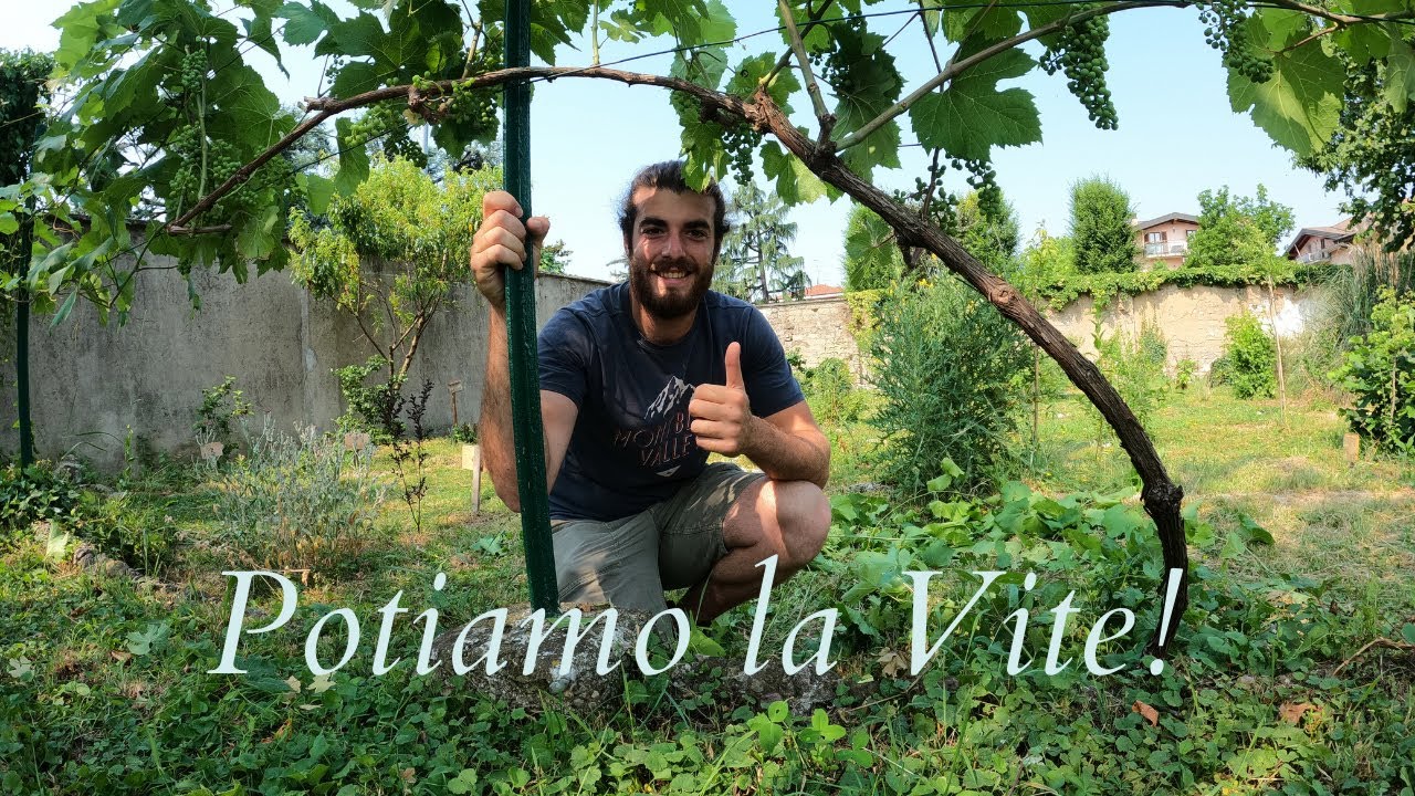 Potatura VERDE della VITE