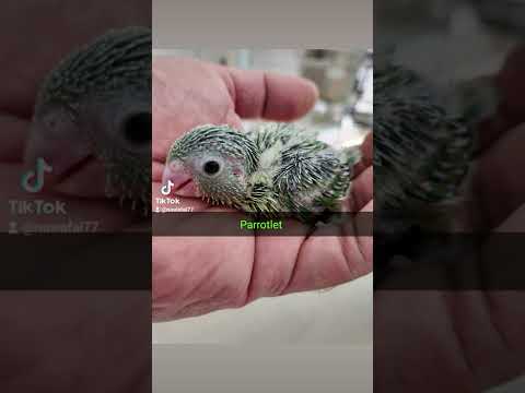 Parrotlet بارتليت أصغر بغبغاء متكلم