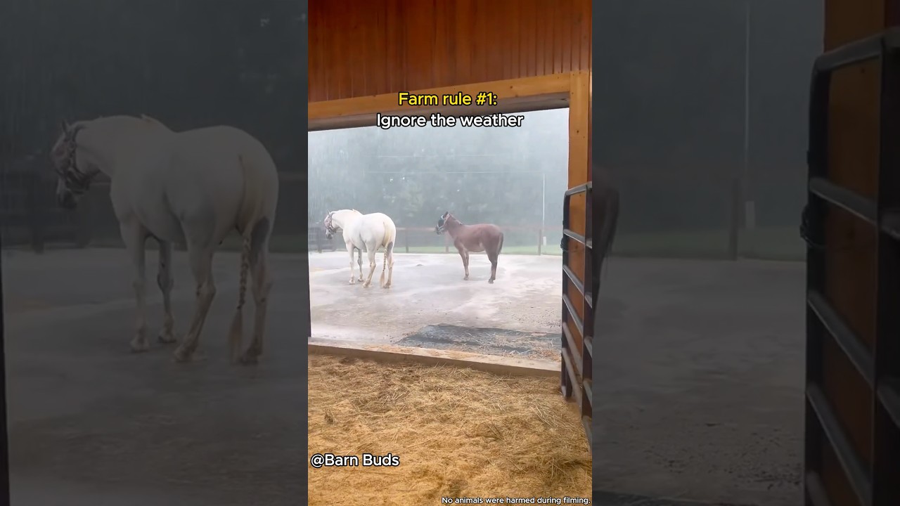 Rain？Not a problem for them！⛈️#farming #farm #animals #rain #animallife #farmlife #storm #fyp