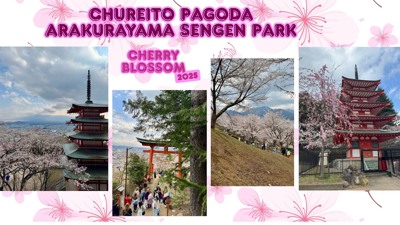 Chureito Pagoda Cherry Blossom Apr 2025