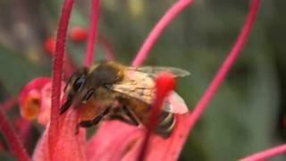 Foraging honeybee on Australian native flower nectar 2