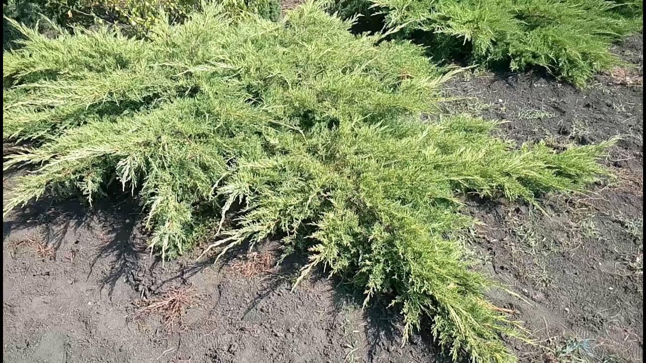 Можжевельник ауреа фото