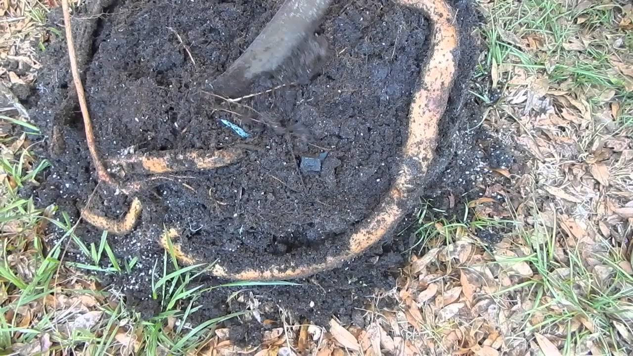 Chinese Yam Roots - youtube