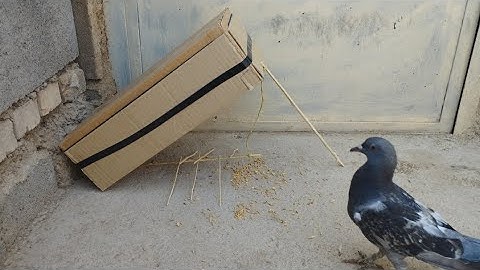 Make a simple quick pigeon trap from a cardboard box - creative easy bird trap