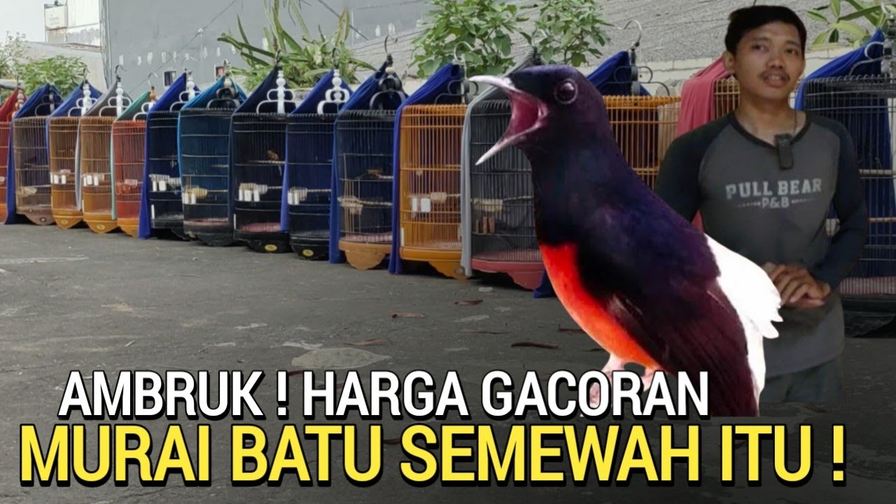 BAKUL MANUK ! PERTAMA TAMPIL MURAH POL GACOR SIAP GANTANG MURAI BATU DI JAKARTA UTARA 