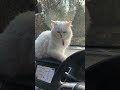 Cute cat 💗💗🧿✨ #anirudh #automobile #trailer #cat