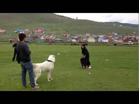 Видео: Нохой яагаад бурптай байдаг юм бэ?