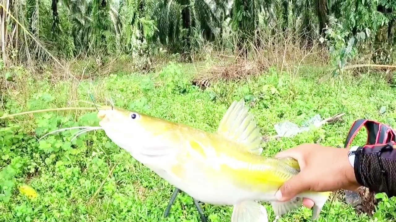 TAPA KAPAS UMPAN BAUNG (TrowBack)