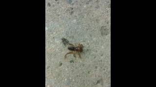 Spider vs potato bug
