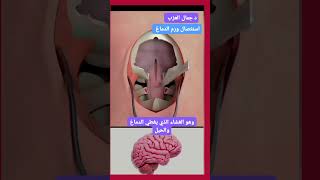 عملية استئصال ورم دماغي في الدماغBrain tumor removal surgery**