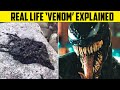 Venom Symbiote in Viral Video EXPLAINED!