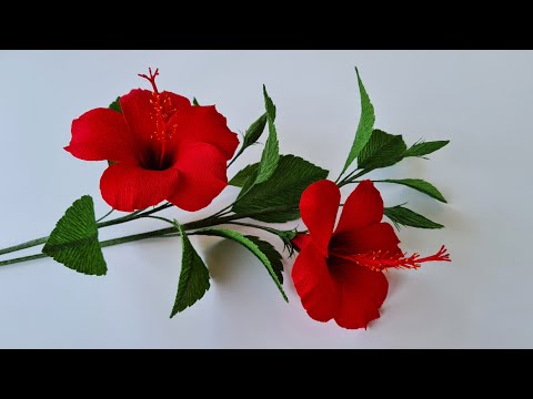 Video: Hibiscus-siementen itämisopas: Opi kasvattamaan hibiscus siemenistä
