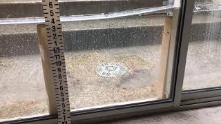 XXX IMG 0051, 10 oz mixed debris, w DD, 14may2019