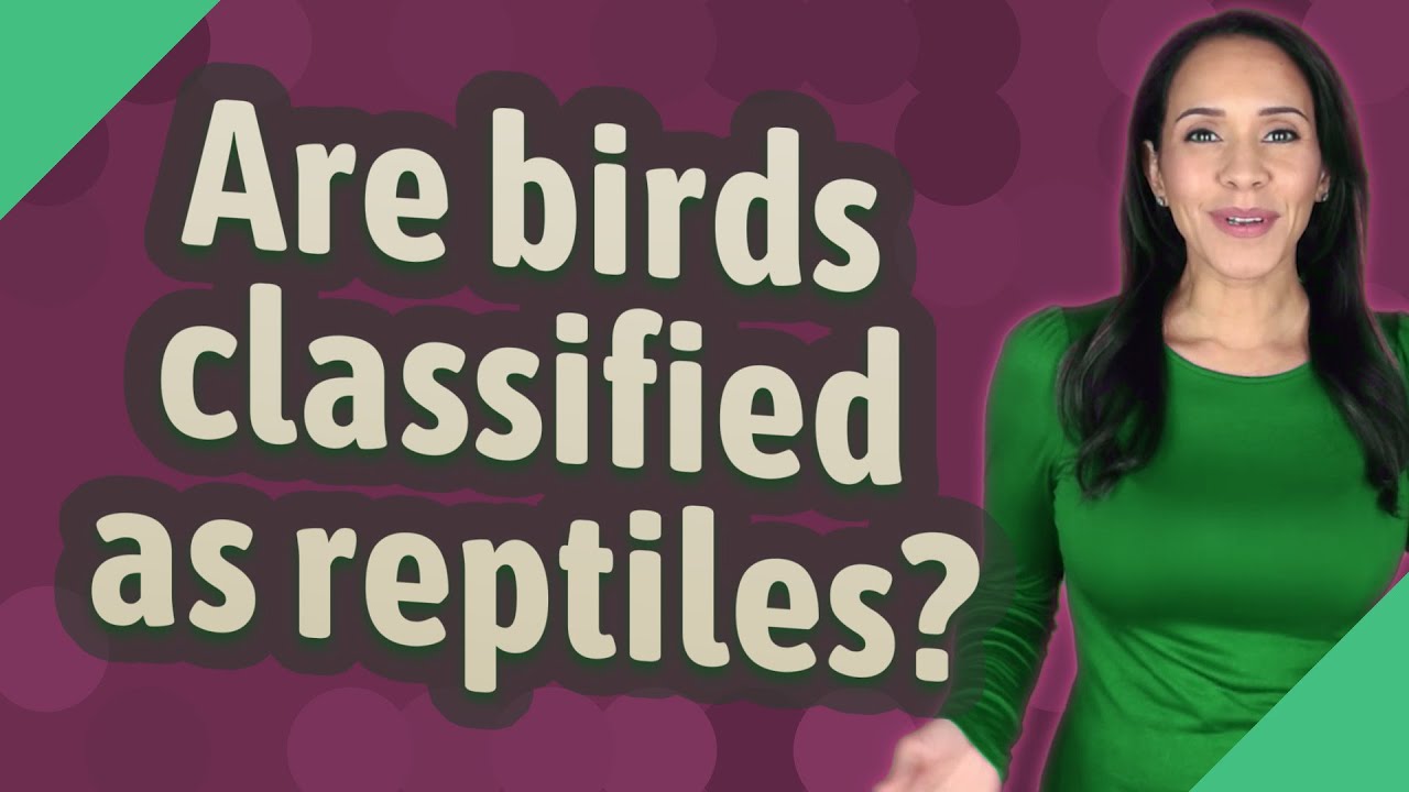 Are birds classified as reptiles? - YouTube