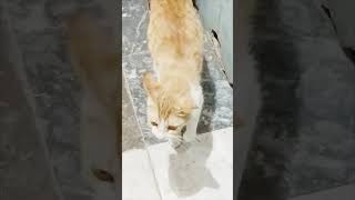 Homeless Hungry Kitty Crying For Food, Please Save The Stray Cats....