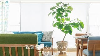 インテリアにあう観葉植物の選び方｜Re:CENO