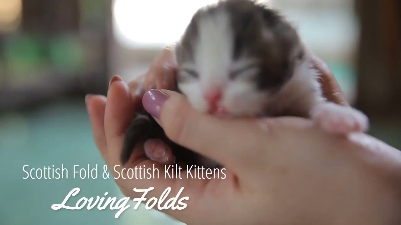 Scottish Fold & Scottish Kilt Kittens YouTube