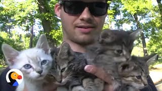 Found a Litter Of Kittens Here's What You Should Do!