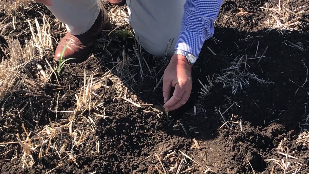 hotmail Millet Summer Crop Story 2017